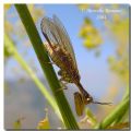 Mantispa&nbsp;perla